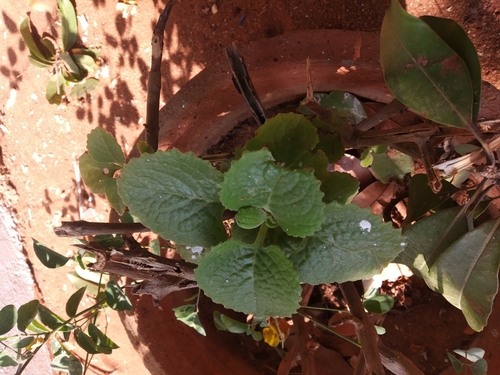 Coleus amboinicus