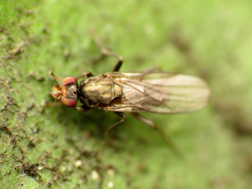 Apotropina hirta