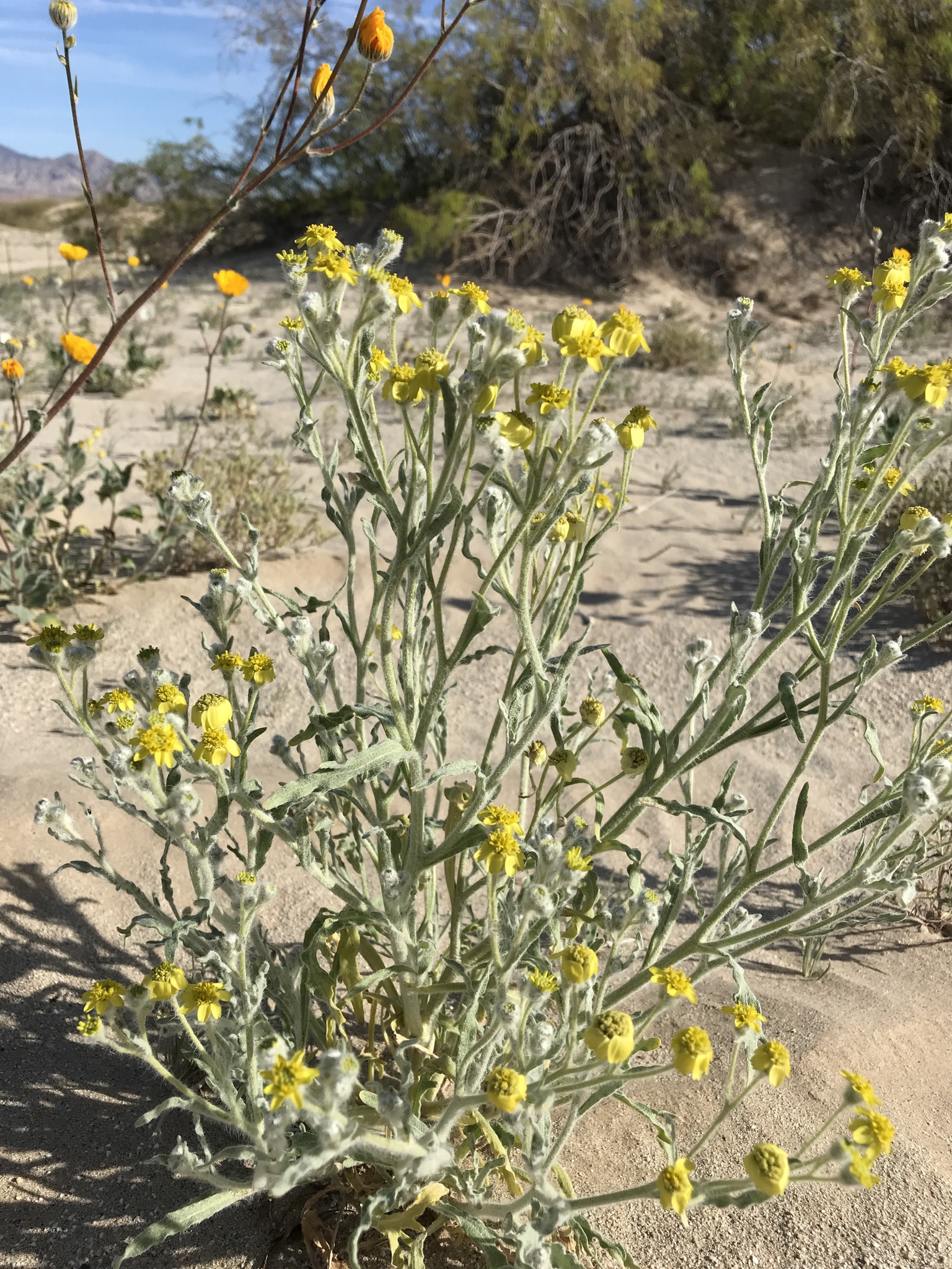 Baileya pauciradiata