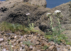 Seseli gummiferum