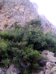 Pistacia atlantica mutica