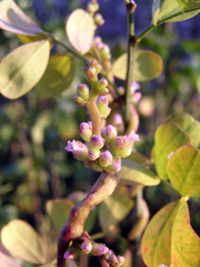 Cuscuta monogyna