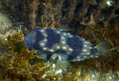 Dicotylichthys punctulatus