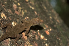 Anolis ignigularis
