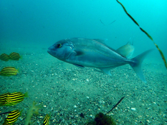 Seriola rivoliana