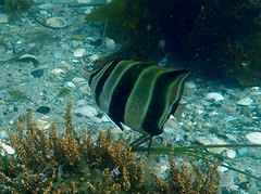Chelmonops truncatus