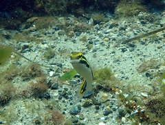Petroscirtes fallax