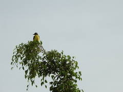 Pitangus sulphuratus
