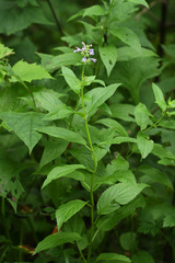 Nepeta manchuriensis