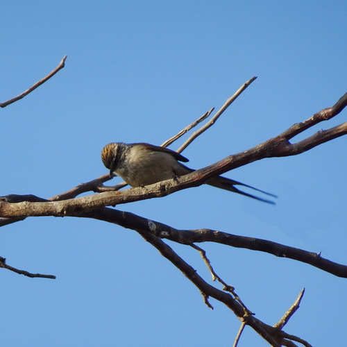 Plain-mantled Tit-Spinetail (grisescens)