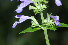 Nepeta manchuriensis