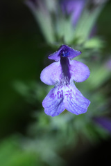 Nepeta manchuriensis