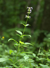 Nepeta manchuriensis