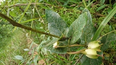 Macleania pentaptera
