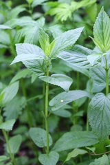 Nepeta manchuriensis