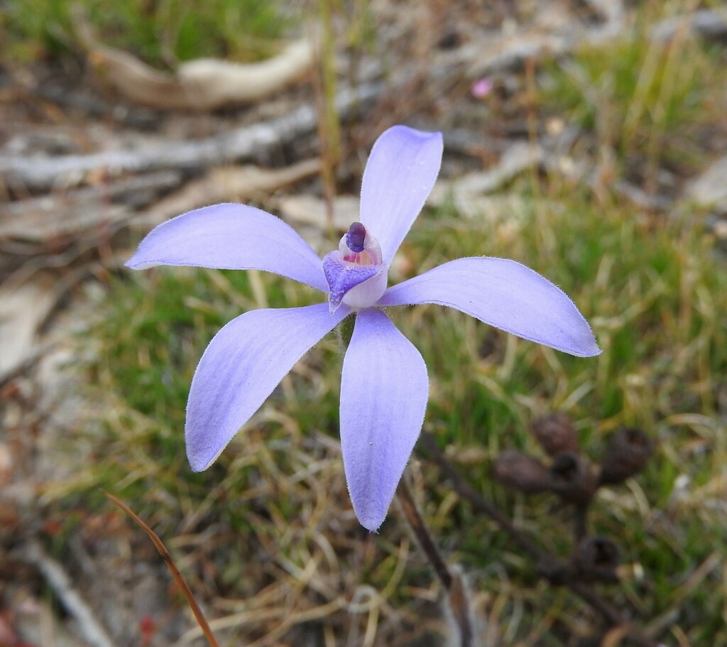 blue orchids in October 2022 by RIC WOODLAND · iNaturalist
