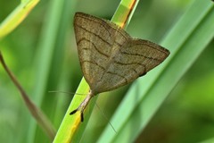 Polypogon tentacularia