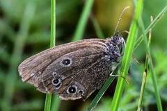 Coenonympha oedippus