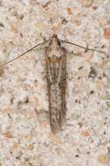 Obithome punctiferella
