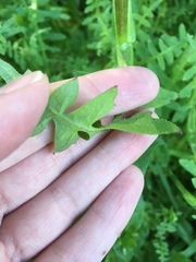Pholistoma auritum auritum