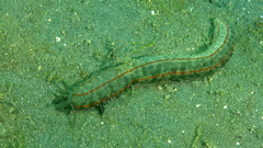 Opheodesoma spectabilis image