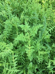 Pholistoma auritum auritum
