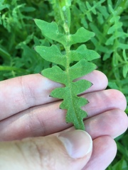 Pholistoma auritum auritum