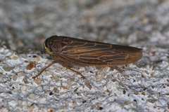 Chlorotettix necopinus