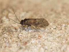 Peripsocus madidus