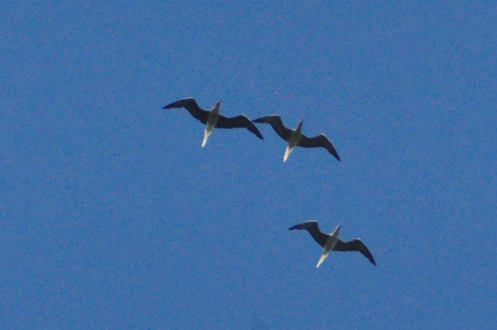 Red-footed Booby
