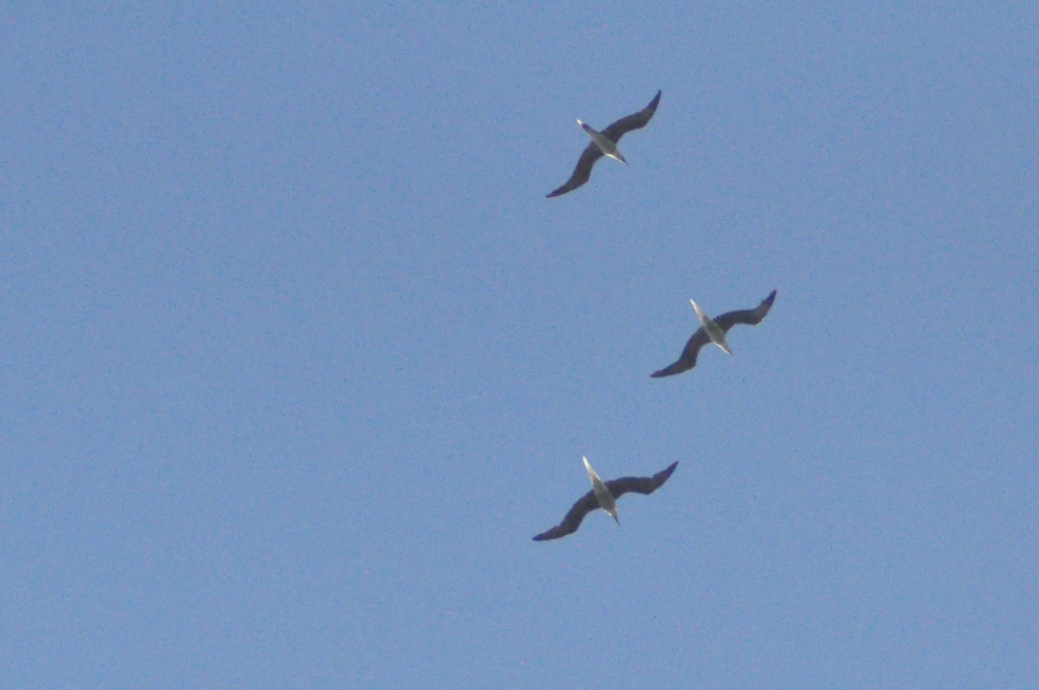 Red-footed Booby