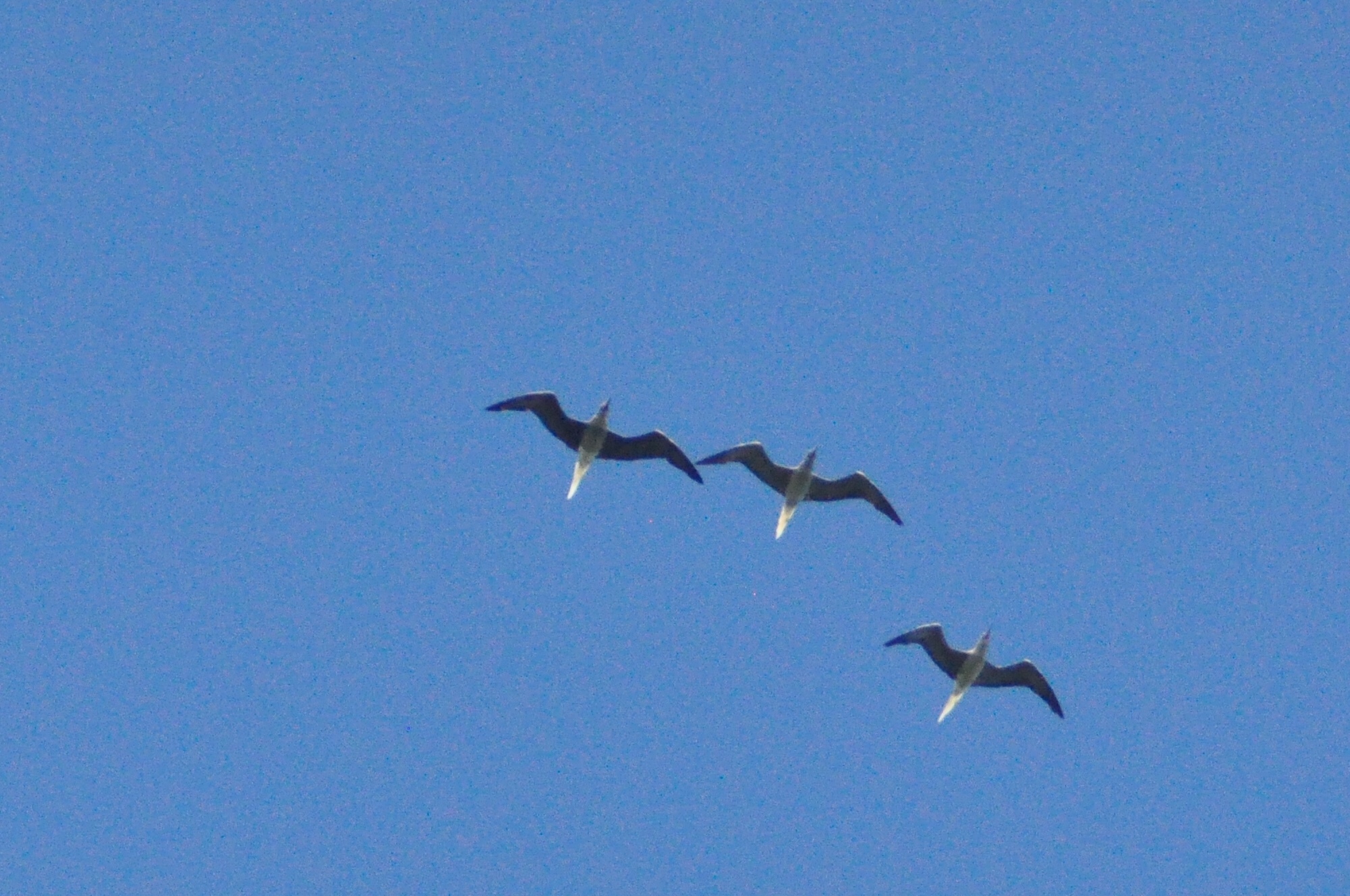 Red-footed Booby