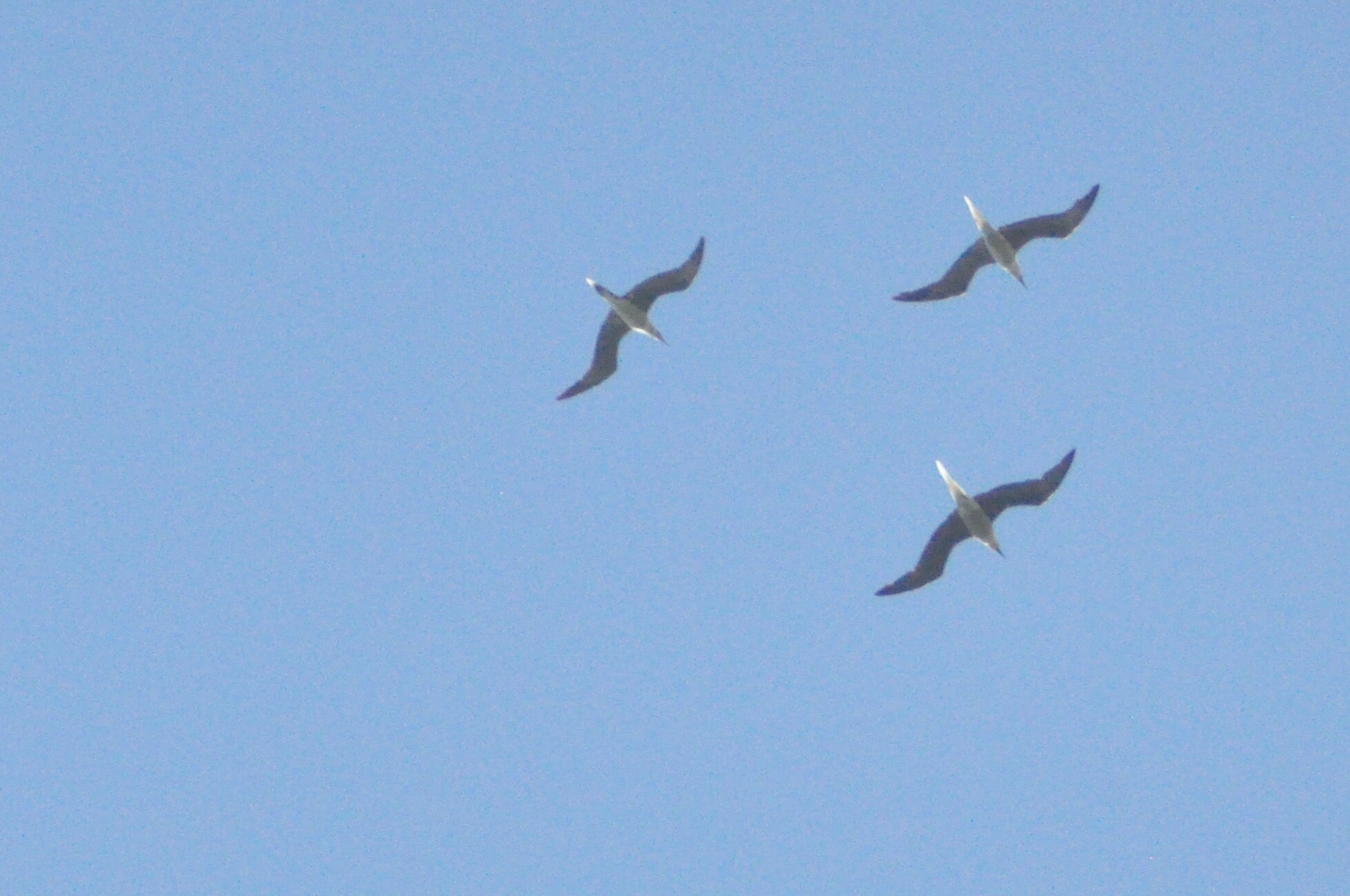 Red-footed Booby