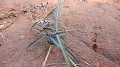Hemidesmus indicus