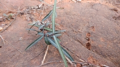 Hemidesmus indicus