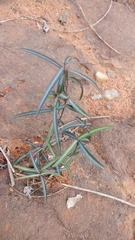 Hemidesmus indicus