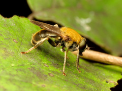 Pterallastes thoracicus