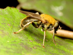 Pterallastes thoracicus
