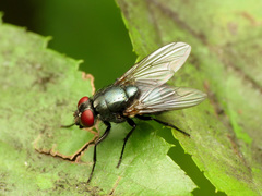 Eudasyphora