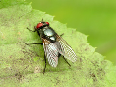 Eudasyphora