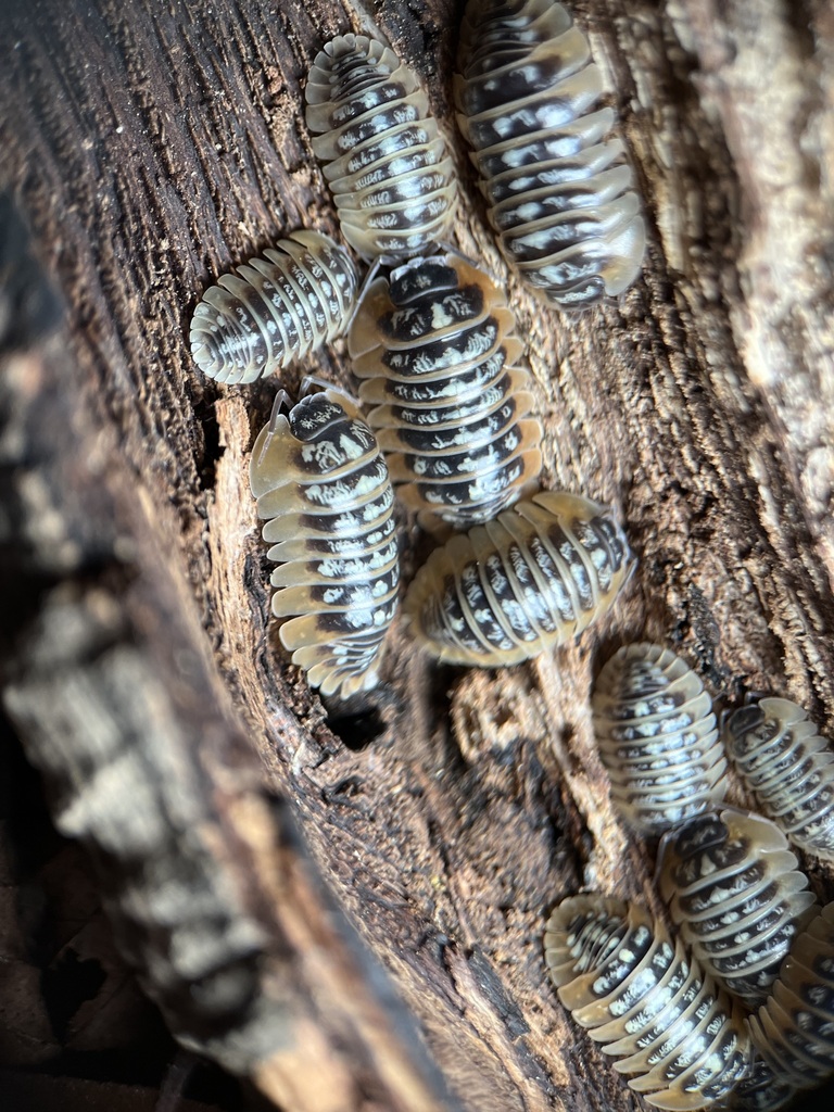 Ruffo's Pill Woodlouse
