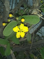 Stigmaphyllon ellipticum