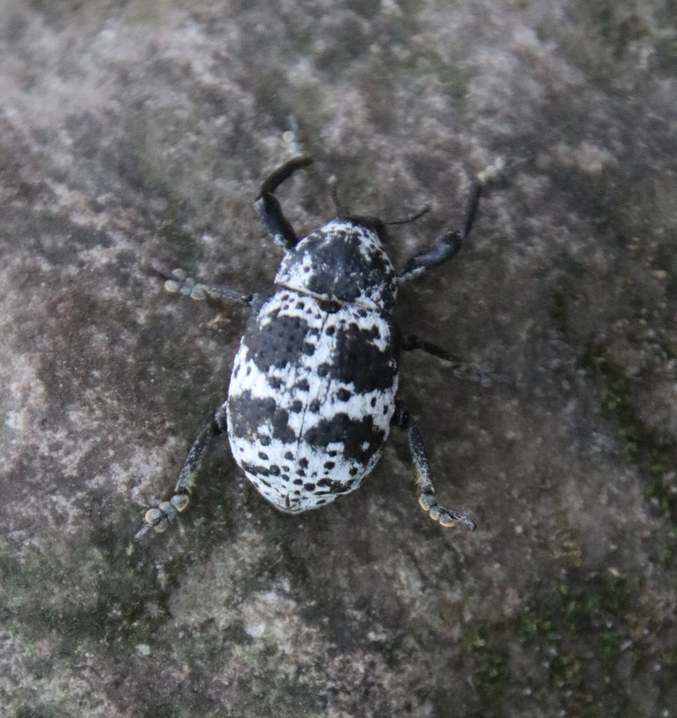 Guioperus sexsignatus