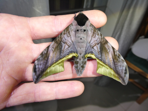 Acanthosphinx guessfeldti