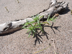 Salsola kali kali
