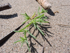 Salsola kali kali