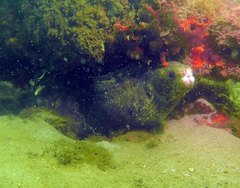 Gymnothorax pseudothyrsoideus