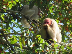 Bald Uacari photo 2