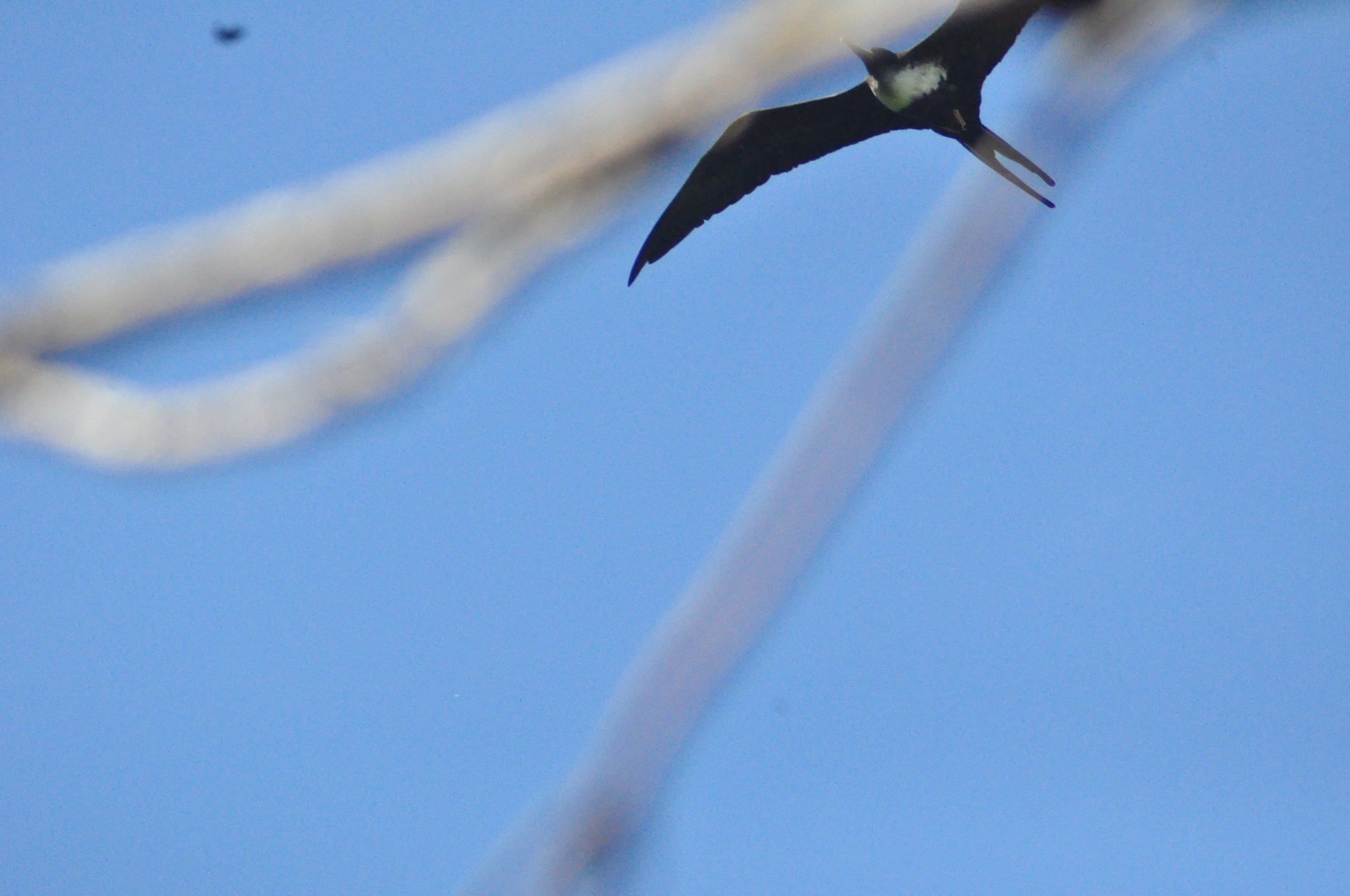 Lesser Frigatebird