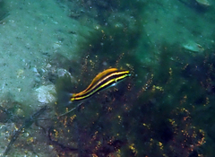 Petroscirtes fallax